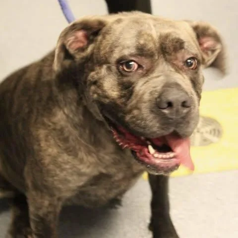 An adult medium-sized female Brindle Pit Bull Terrier dog named Siren for adoption in Fredericksburg, VA