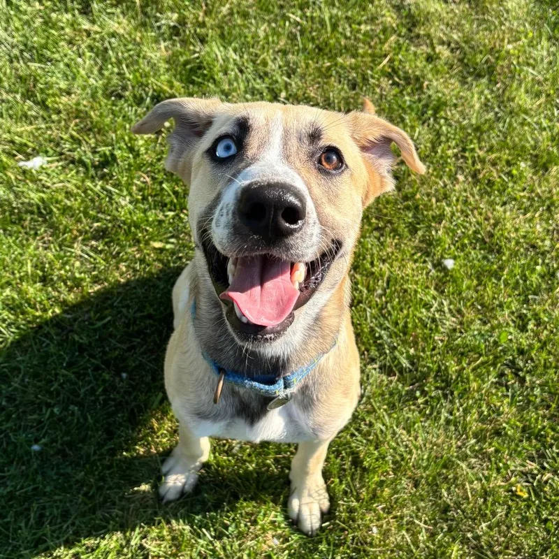 A young medium-sized male White / Cream Mixed Breed dog named Chapple for adoption in Brookfield, WI