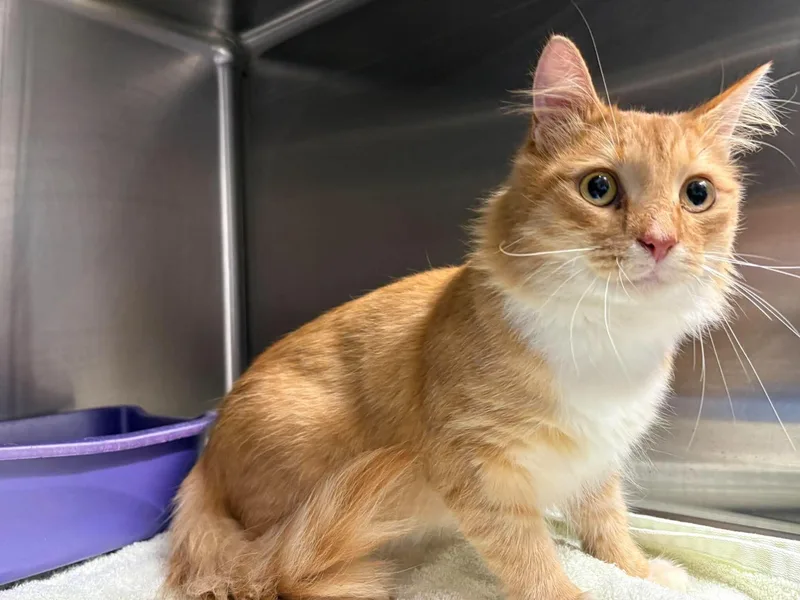 An adult medium-sized female Domestic Medium Hair cat named Unknown for adoption in Burgaw, NC