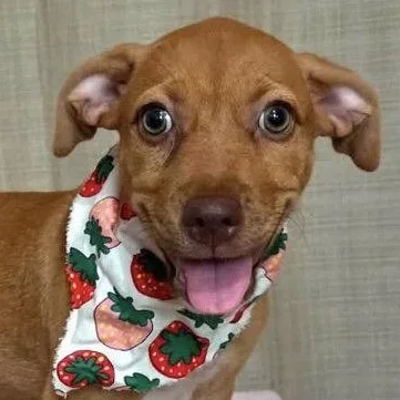 A baby medium-sized female Labrador Retriever dog named Kira for adoption in Lake Hopatcong, NJ
