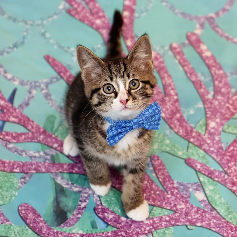 A baby small-sized male Gray / Blue / Silver Domestic Medium Hair cat named Giovanni for adoption in FAIRWAY, KS