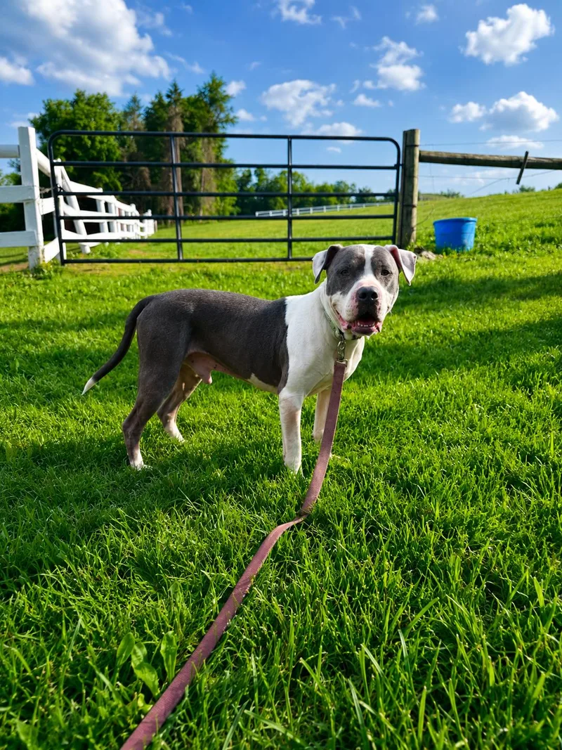 Dozer thumbnail 2