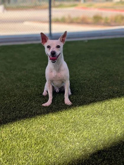 Bowie
