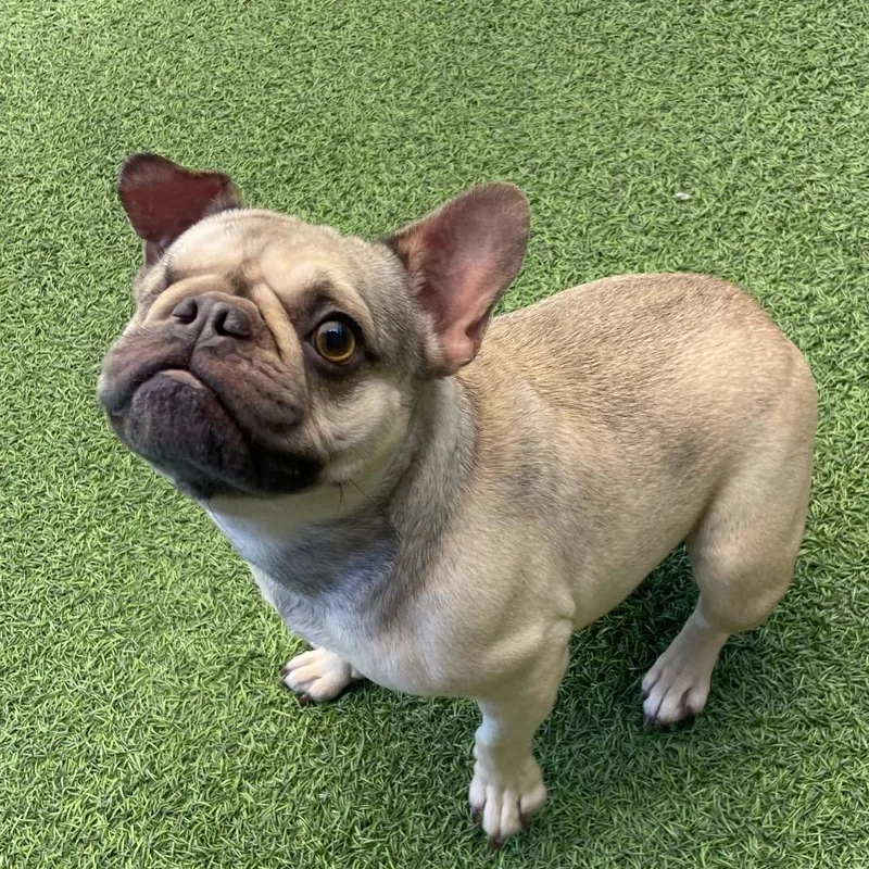 An adult small-sized female Yellow / Tan / Blond / Fawn French Bulldog dog named Shelby for adoption in LOXAHATCHEE, FL