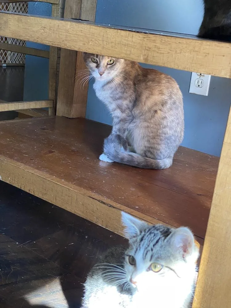 Daiquiri thumbnail 2