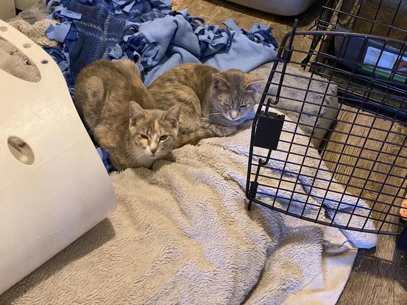 Daiquiri thumbnail 3