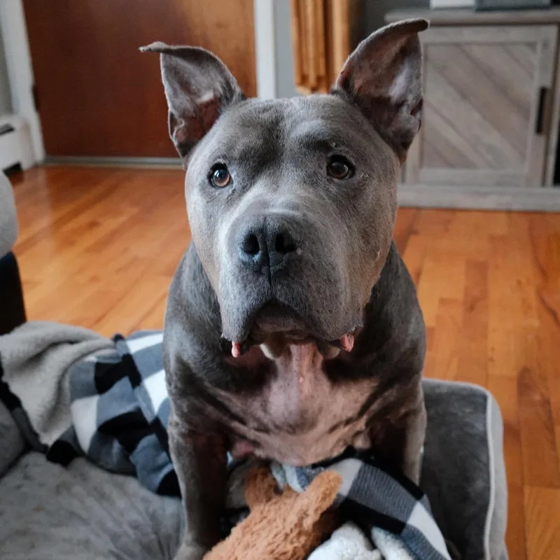 An adult large-sized male Gray / Blue / Silver Pit Bull Terrier dog named Beau for adoption in Newark, NJ