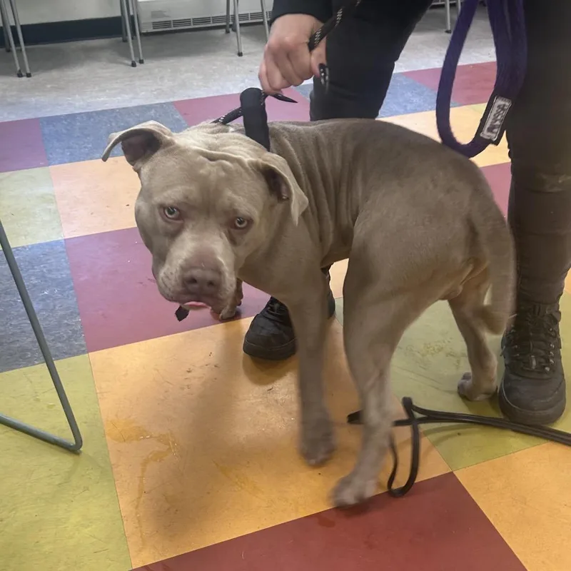 An adult large-sized male Gray / Blue / Silver Pit Bull Terrier dog named Striker for adoption in Philadelphia, PA