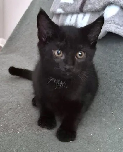 A young small-sized male Domestic Short Hair cat named Maui for adoption in Quakertown, PA