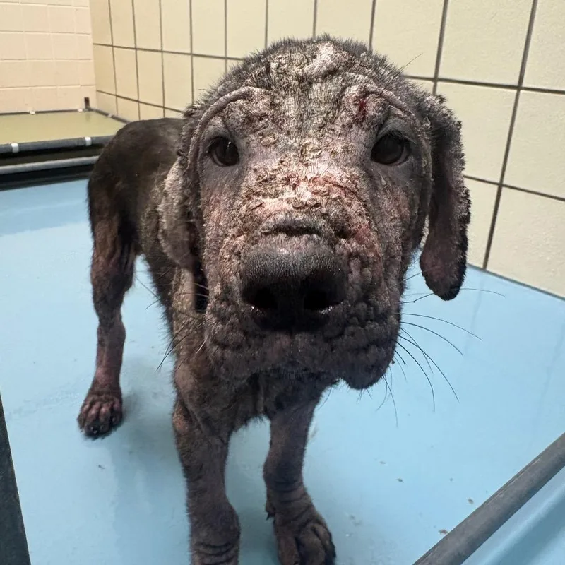 A baby medium-sized female Black Mixed Breed dog named Cutie for adoption in Lufkin, TX