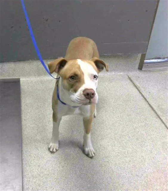 A young medium-sized male Catahoula Leopard Dog dog named Dipper for adoption in Tallahassee, FL