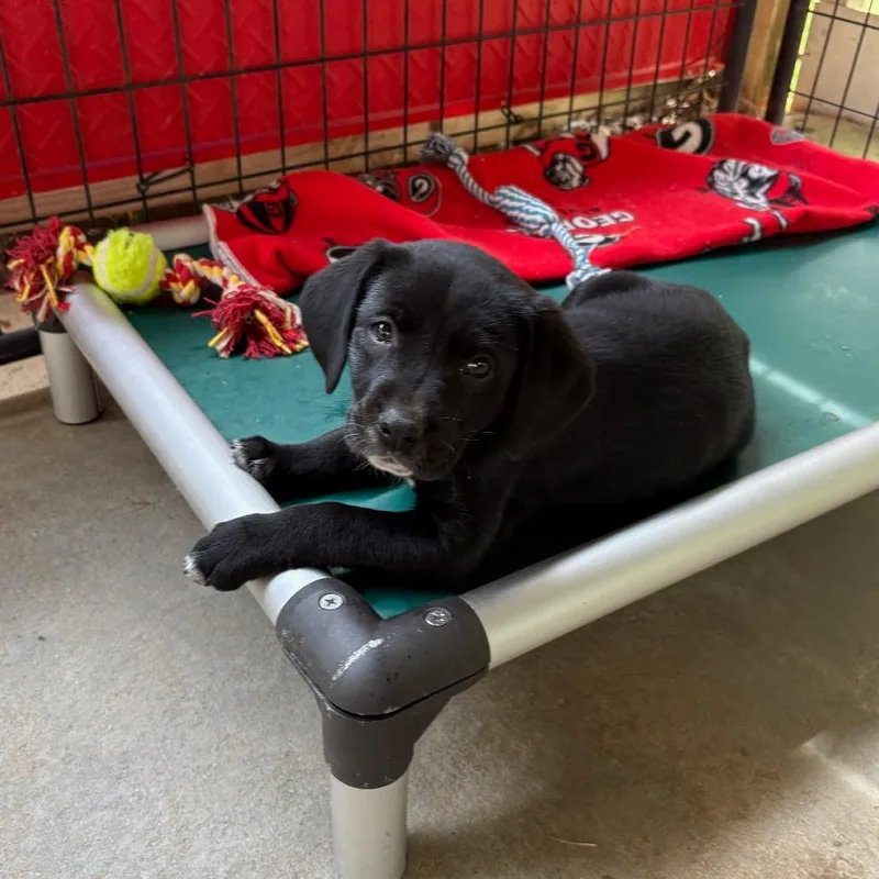 A baby small-sized female Black Mixed Breed dog named Blossom for adoption in Hamilton, GA