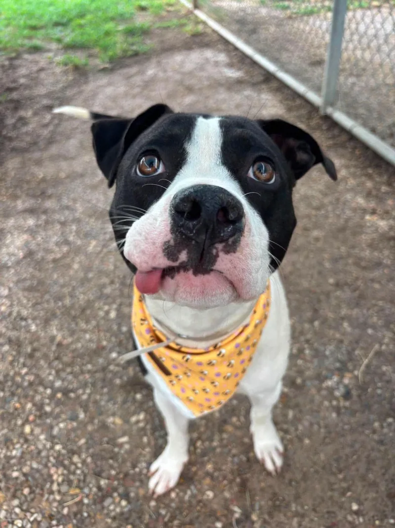 A young medium-sized female Mixed Breed dog named Pippy for adoption in Monticello, NY