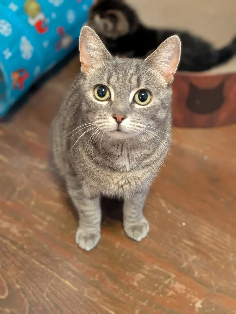 A young medium-sized female Tabby (Gray / Blue / Silver) Tabby cat named Mama Rainier for adoption in Richmond, VA