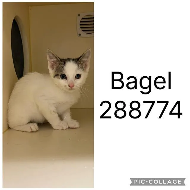 A baby small-sized male Domestic Short Hair cat named Bagel for adoption in Macon, GA