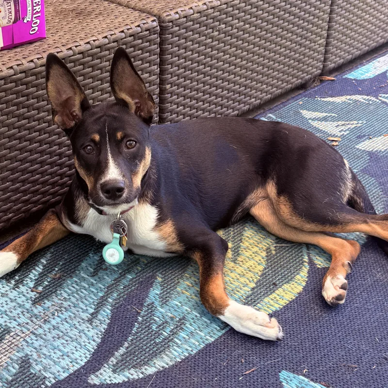 A young medium-sized female Black Mixed Breed dog named Foxy for adoption in Waynesburg, PA