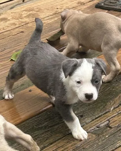 A baby medium-sized male Mixed Breed dog named Walker for adoption in Cumming, GA