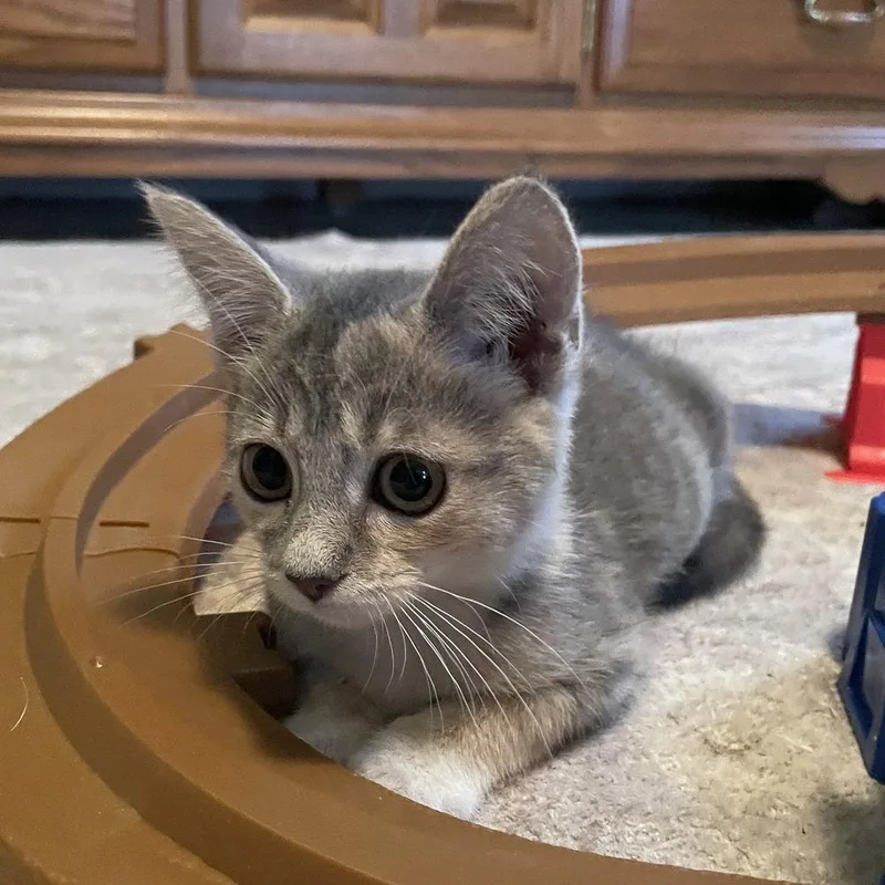 A baby medium-sized female Domestic Short Hair cat named Blondie for adoption in Candler, NC