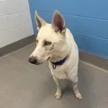 Mya