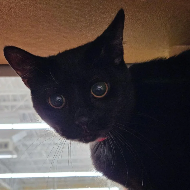 A young medium-sized female Black Domestic Short Hair cat named Purrl for adoption in Hamburg, NY