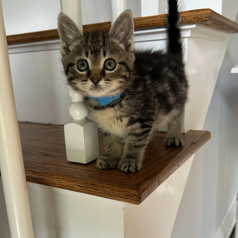 A baby medium-sized male Tabby (Gray / Blue / Silver) Domestic Long Hair cat named Blue & Yellow for adoption in Medfield, MA