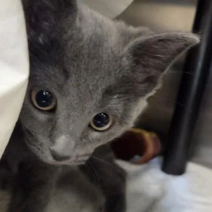 An adult small-sized female Domestic Short Hair cat named Tulip for adoption in Voorhees, NJ