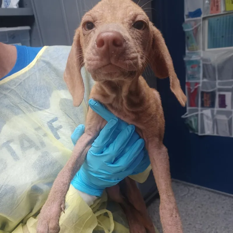 A young small-sized female Yellow / Tan / Blond / Fawn Dachshund dog named Peanut Brittle for adoption in Hattiesburg, MS