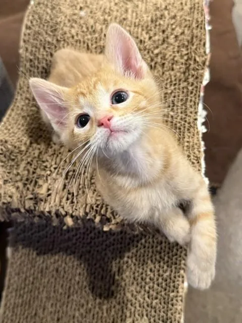 A young medium-sized male Orange / Red Domestic Short Hair cat named Gnome for adoption in Fort Collins, CO