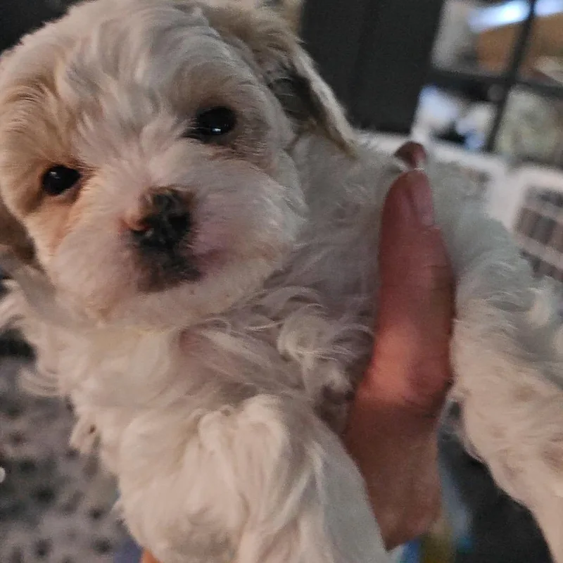 A baby small-sized female White / Cream Mixed Breed dog named Abbey for adoption in Mentor, OH