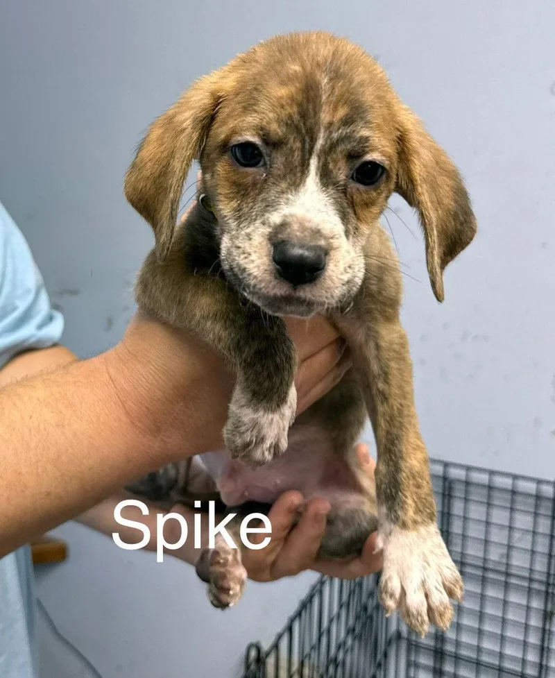 Spike