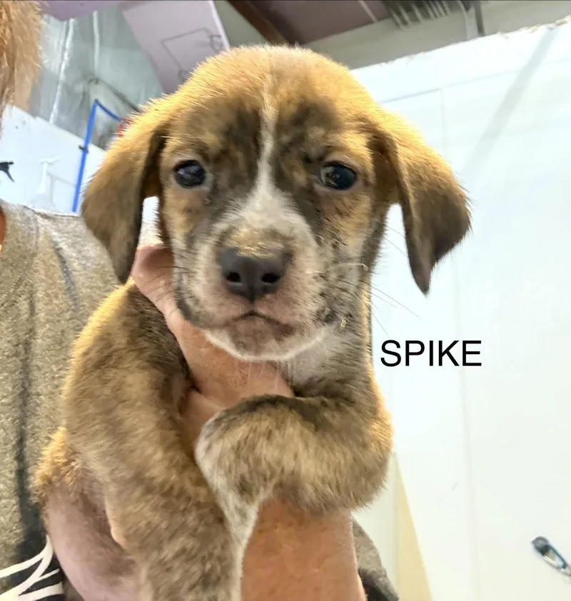 Spike thumbnail 2