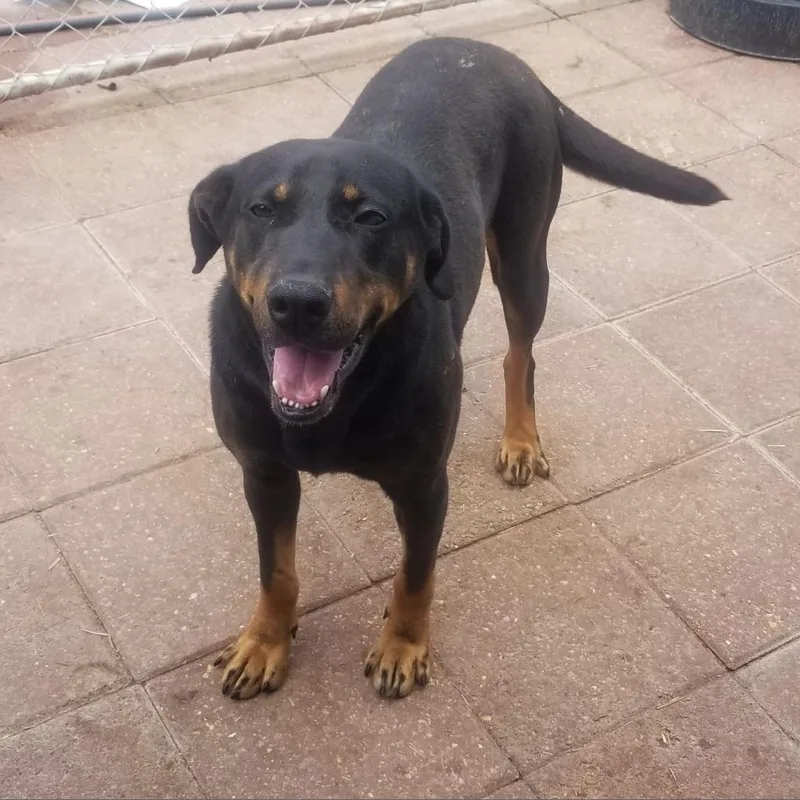 A senior large-sized male Black Hound dog named Pongo for adoption in Boaz, AL