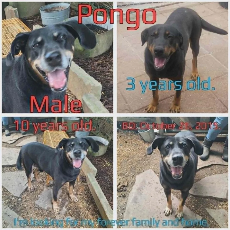 Pongo thumbnail 3