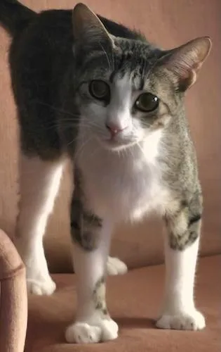 A young medium-sized female Tabby (Brown / Chocolate) Extra-Toes Cat / Hemingway Polydactyl cat named Lovey for adoption in North Highlands, CA