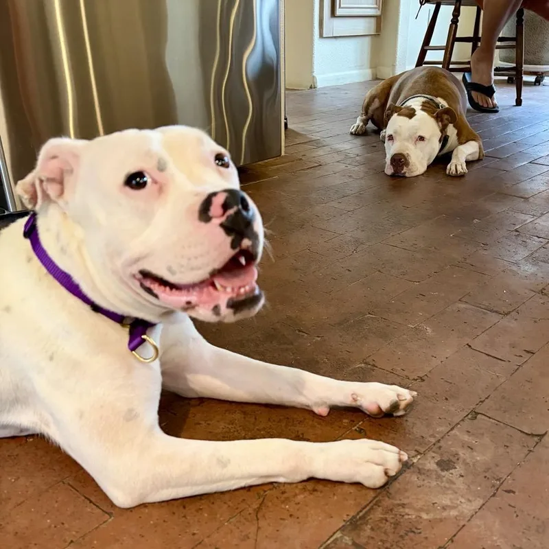 An adult medium-sized female White / Cream Pit Bull Terrier dog named Yuna for adoption in Palm Springs, CA