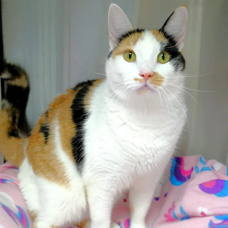 An adult small-sized female Domestic Short Hair cat named Sage for adoption in Michigan City, IN