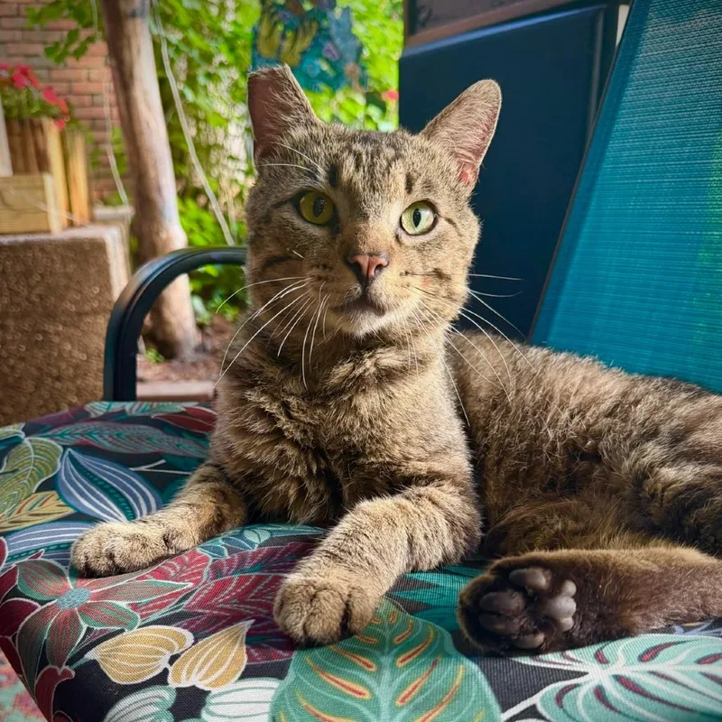 A young small-sized male Brown / Chocolate Domestic Short Hair cat named Huey for adoption in Hanna City, IL