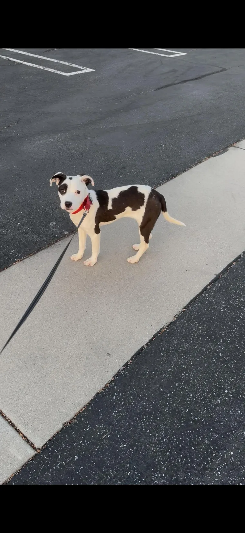 A baby medium-sized female Pit Bull Terrier dog named Pippa for adoption in oriskany, NY