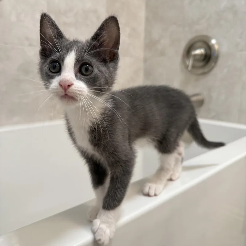 A baby small-sized male Gray / Blue / Silver Domestic Short Hair cat named Rocket for adoption in Tustin, CA