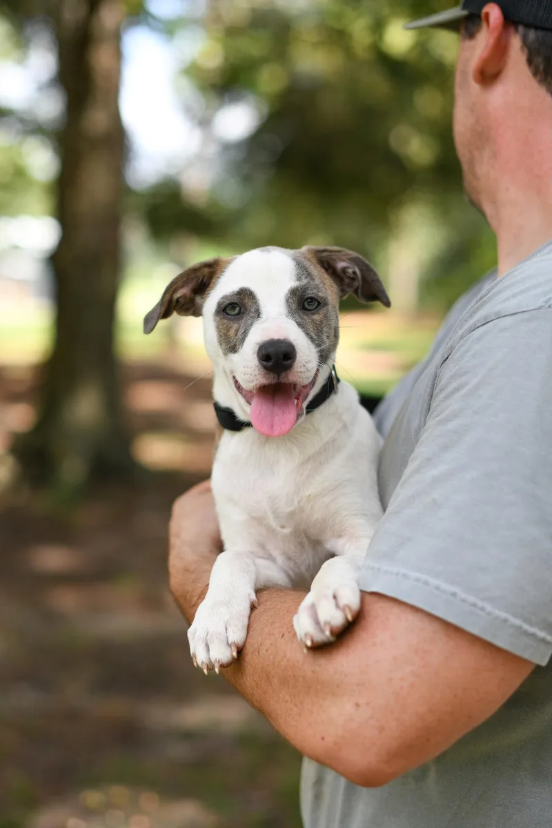 A baby medium-sized female Brindle Mixed Breed dog named Bitsy for adoption in BONIFAY, FL