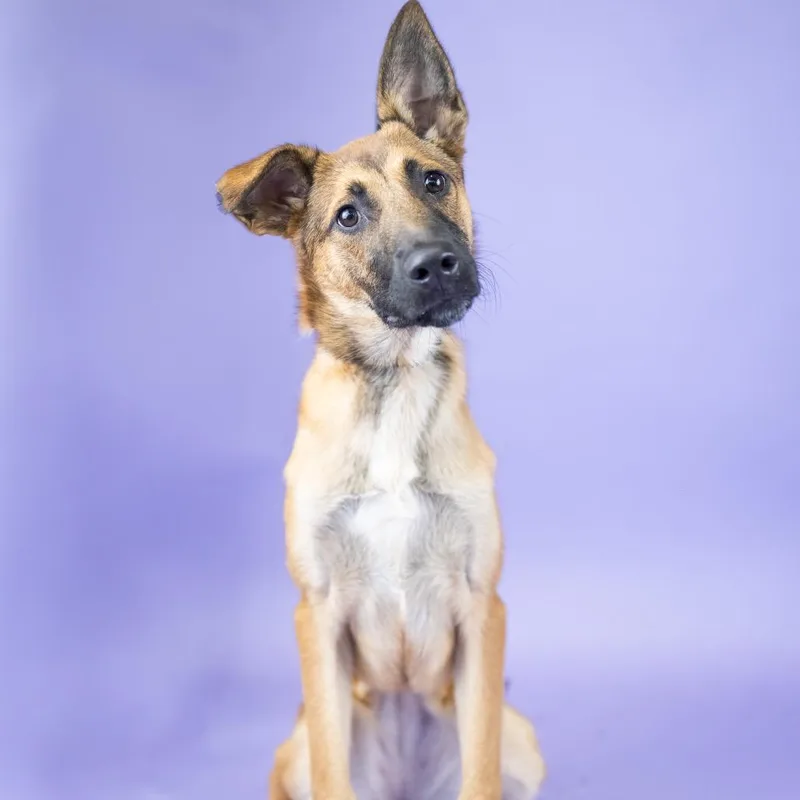 An adult medium-sized female Yellow / Tan / Blond / Fawn Mixed Breed dog named Liza for adoption in Portland, OR