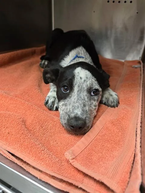 A baby small-sized male Pit Bull Terrier dog named Mars for adoption in Rancho Cucamonga, CA