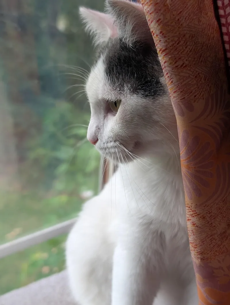 Junebug thumbnail 4