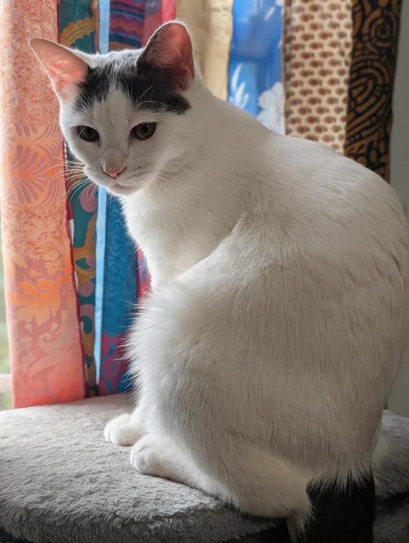 Junebug thumbnail 5