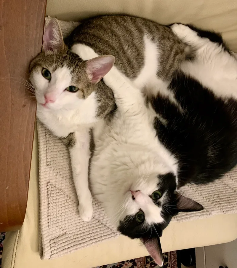 Flounder thumbnail 2