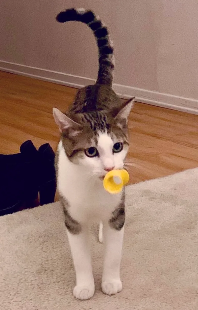 Flounder thumbnail 3