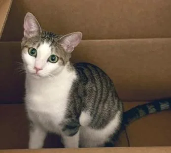 Flounder thumbnail 4