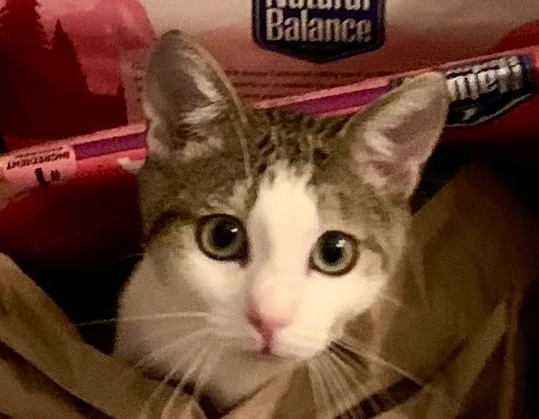 Flounder thumbnail 5