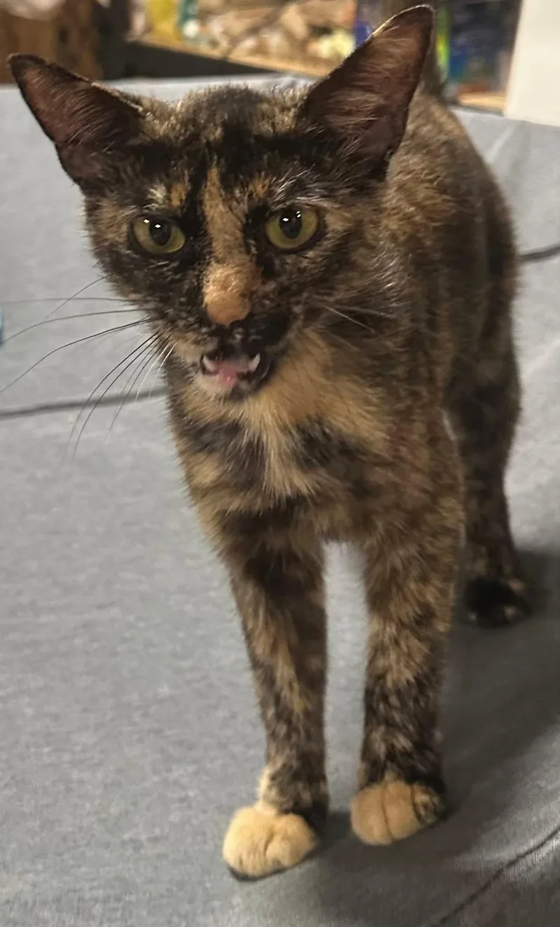 A young medium-sized female Tortoiseshell Domestic Short Hair cat named Cleo for adoption in Byrdstown, TN