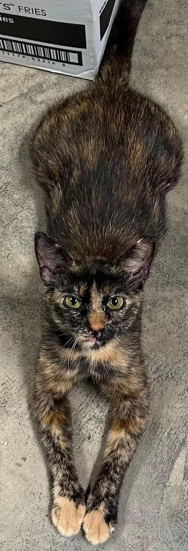 Cleo thumbnail 2